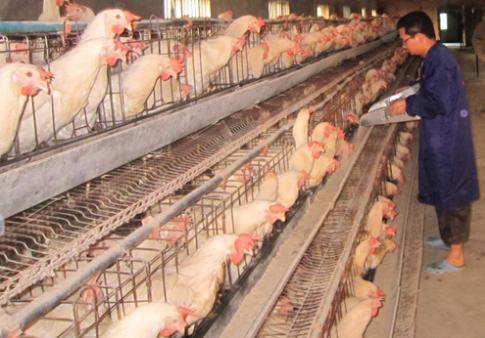 安徽养殖场拆迁案：“命运多舛”的养鸡场