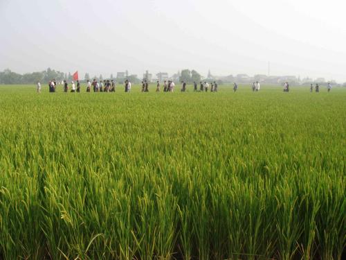 圣运胜诉通告：数千村民集体复议，胜广西南宁国土资源局